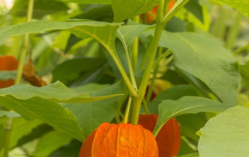 Plantas silvestres comestibles y de temporada