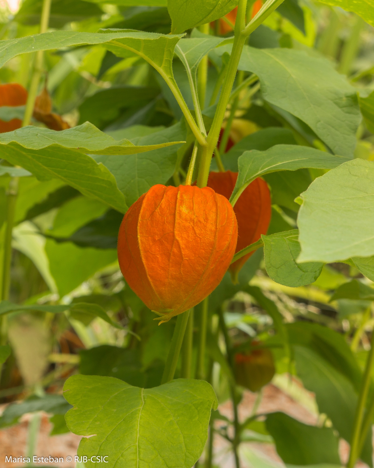 Plantas silvestres comestibles y de temporada