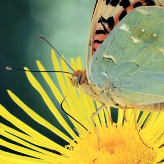 Mariposas en el Jardín - Verano