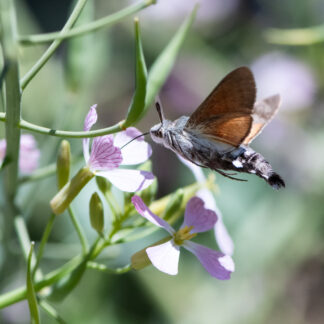 Censos de mariposas en el Jardín - Verano