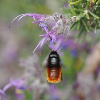 Abejas silvestres y otros polinizadores - Verano
