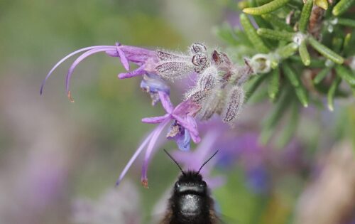 Abejas silvestres y otros polinizadores - Verano