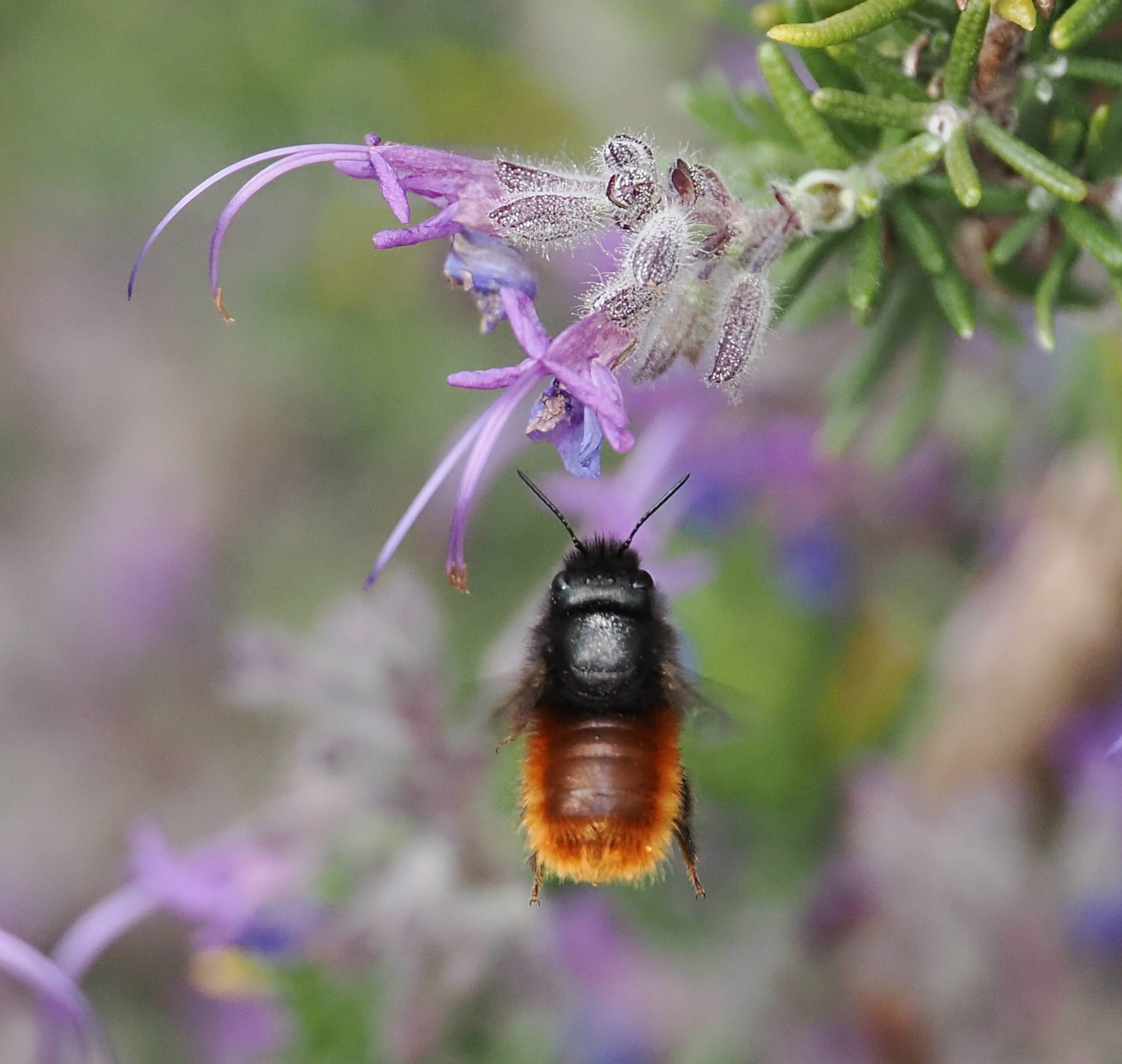 Abejas silvestres y otros polinizadores - Verano