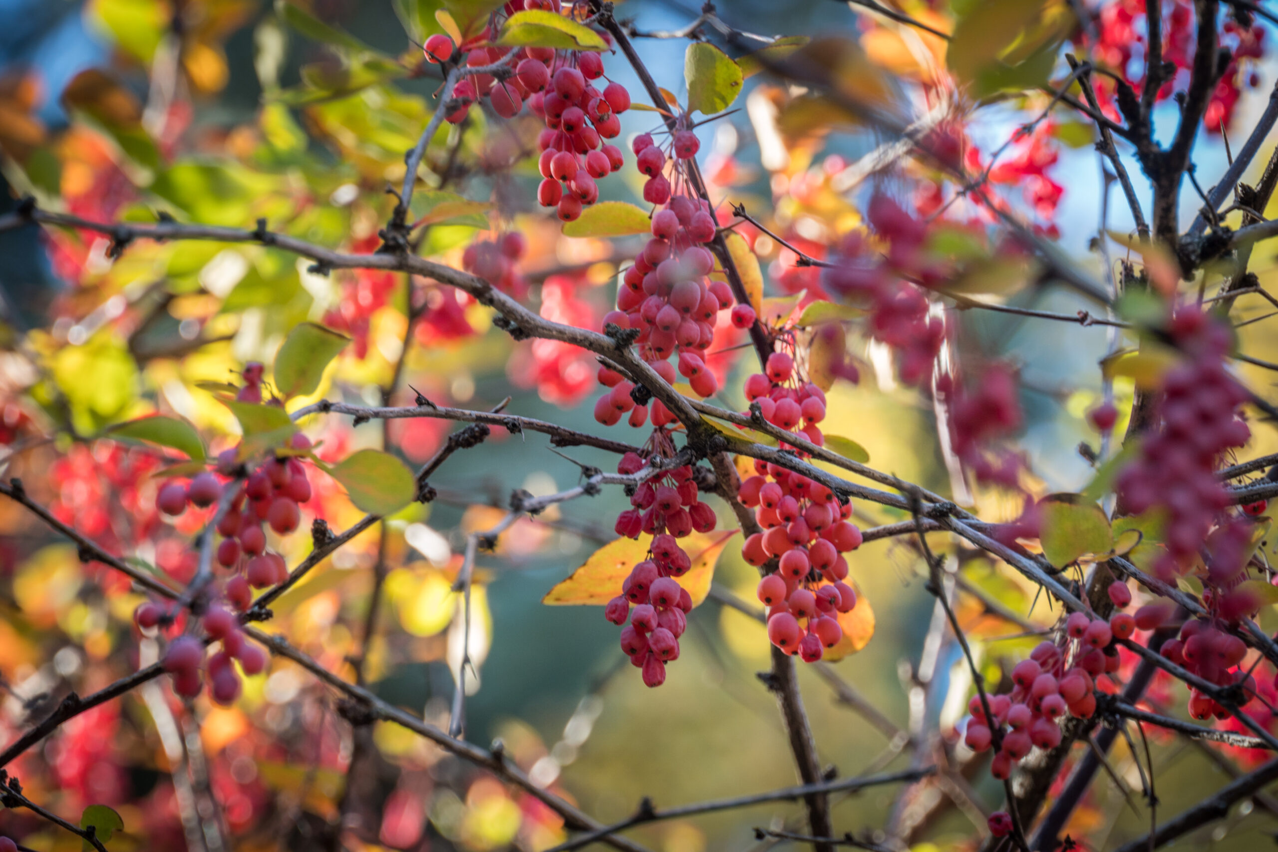 Visita guiada Frutos del otoño