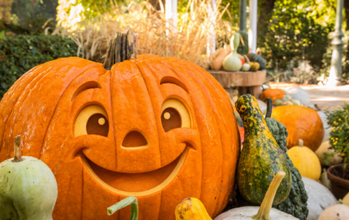 ¡Esa calabaza me está mirando!