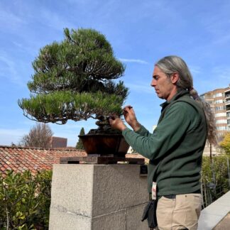 Escuela de Conservación y Mantenimiento de Bonsáis