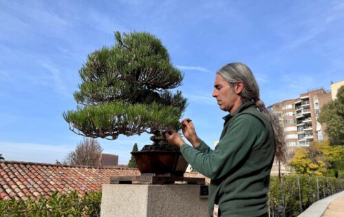 Escuela de Conservación y Mantenimiento de Bonsáis