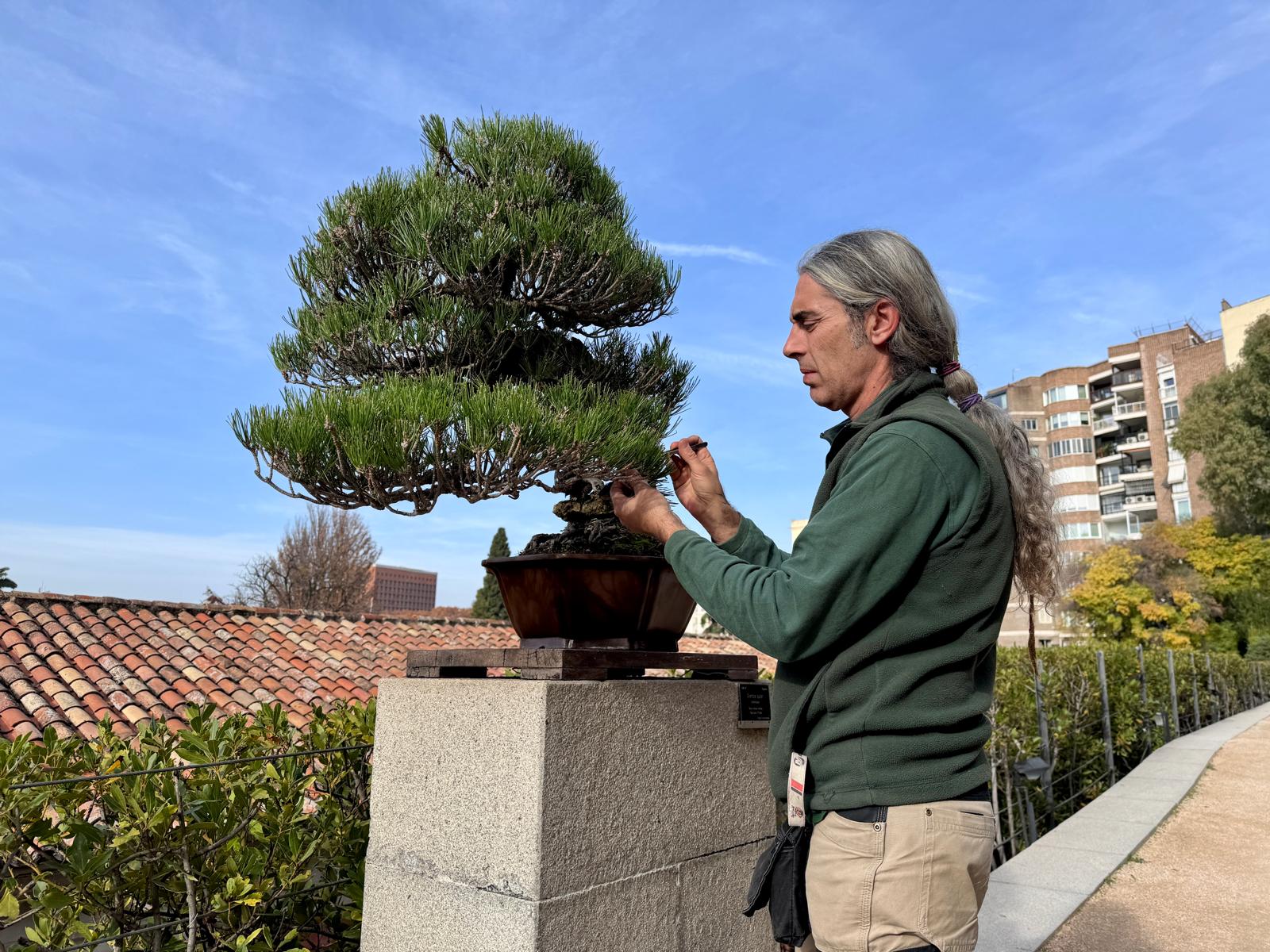 Escuela de Conservación y Mantenimiento de Bonsáis